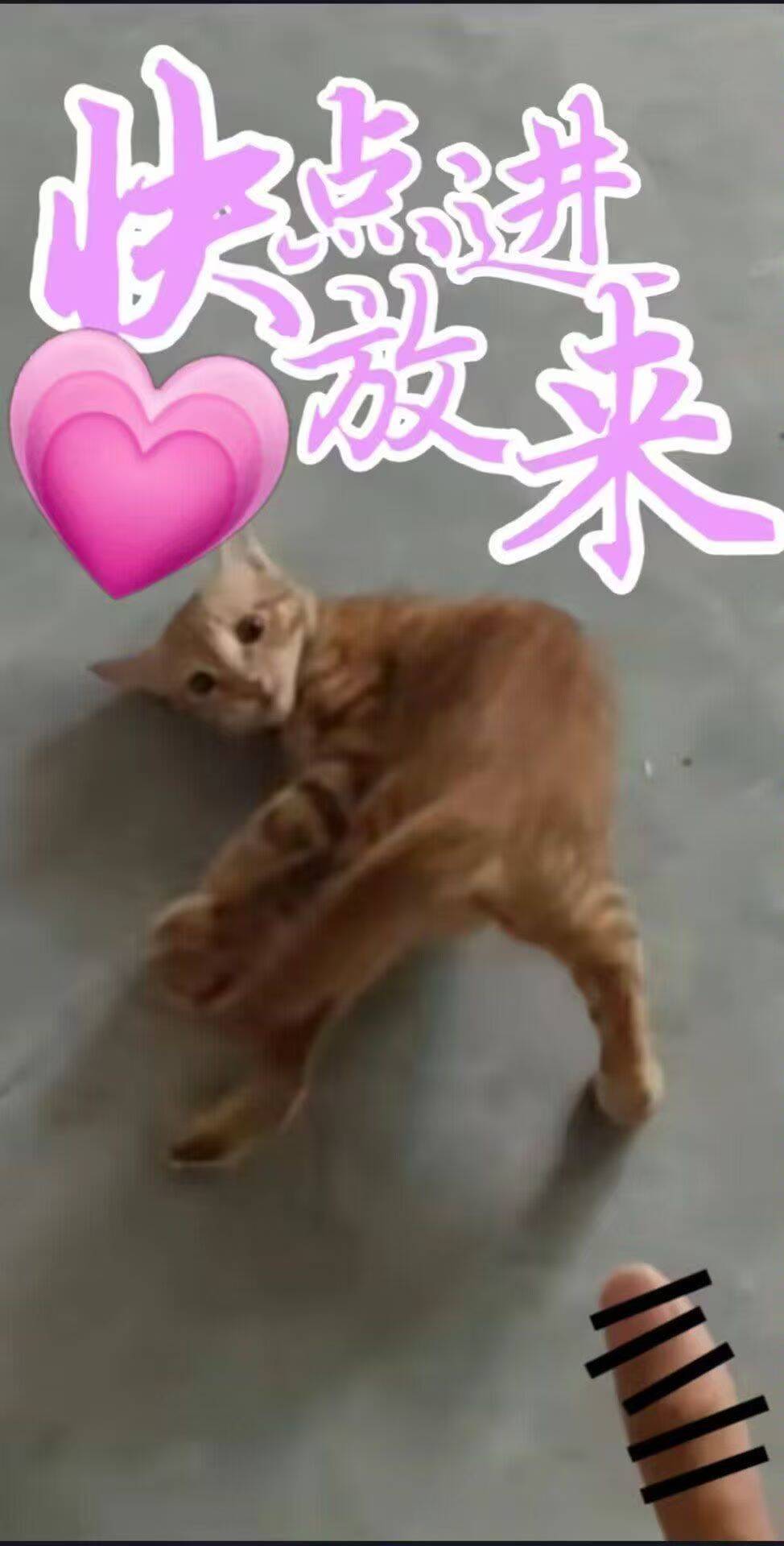 哈基米 page 1 full