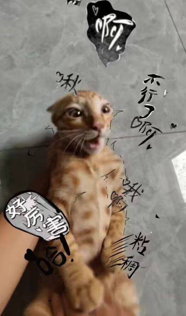 哈基米 page 2 full