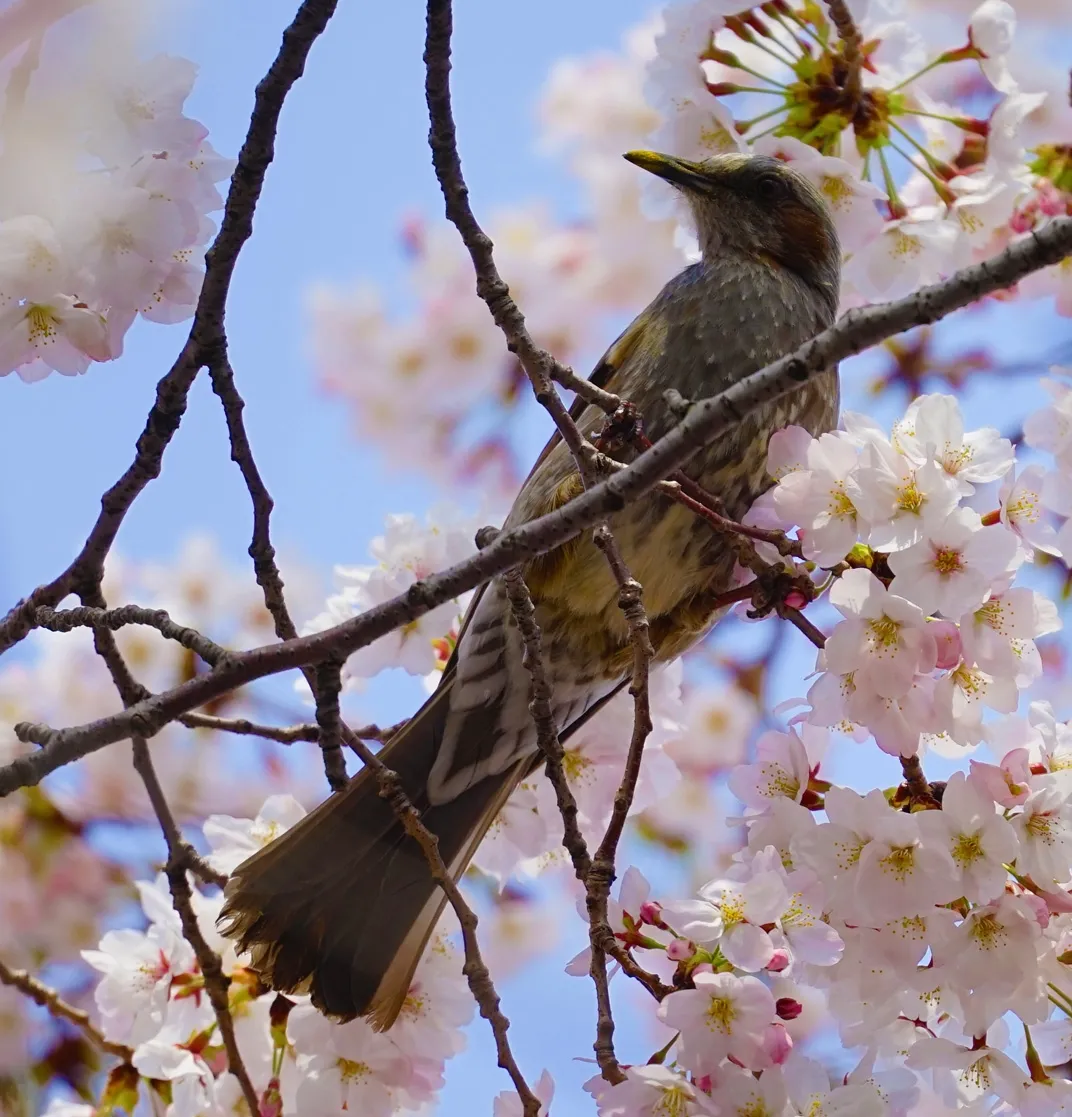 カントク2018.05-2026.03 page 2 full