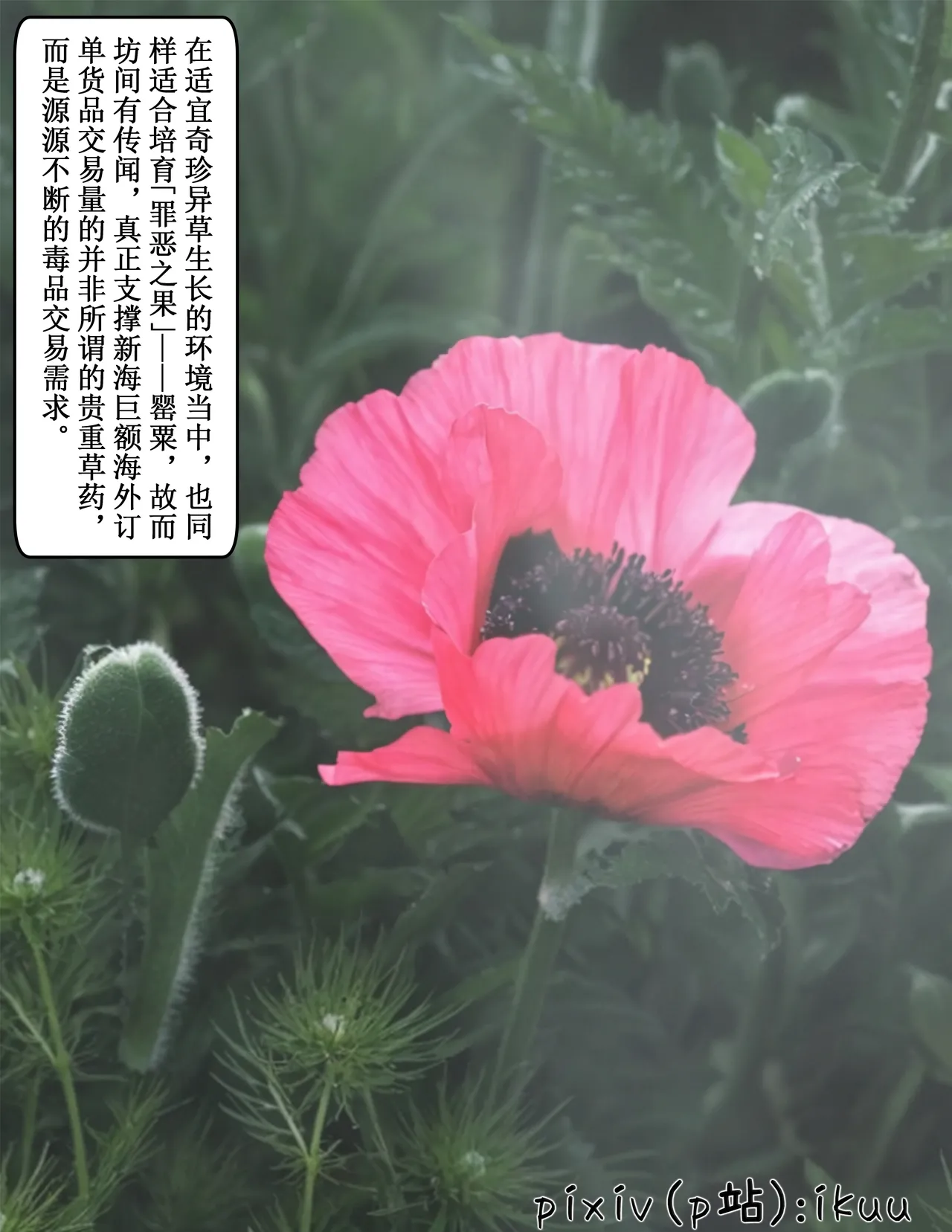 玫瑰的沉沦 1-15 合集 page 4 full